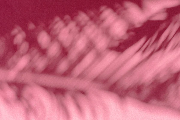 Homályos Árnyék Trópusi Pálma Levelek Rózsaszín Fal Háttér Nyári Koncepció — Stock Fotó