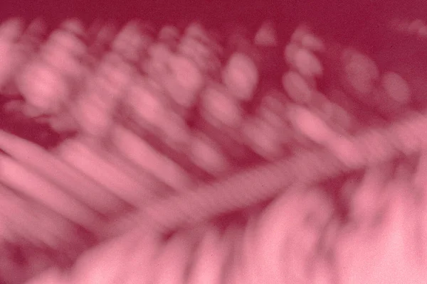 분홍색 배경에는 야자나무 그림자가 — 스톡 사진