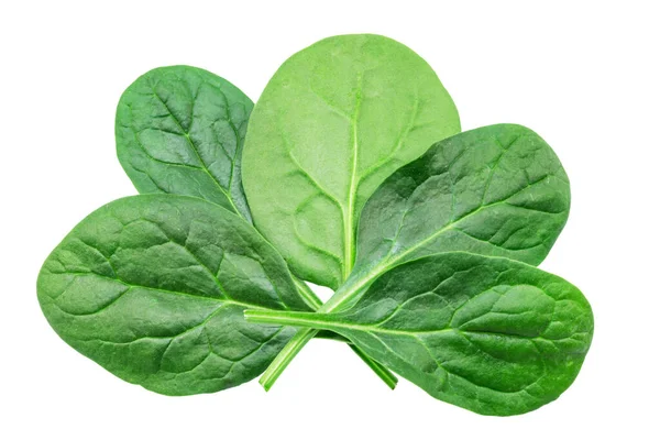 Spinach Daun Terisolasi Latar Belakang Putih — Stok Foto