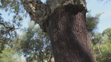 Cork tree garden (cork oak) is a long-standing business in parts of Portugal, slow motion panoramic video on a sunny summer day.