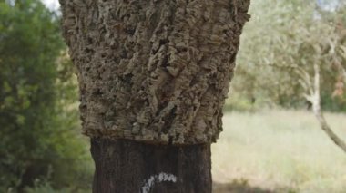 Cork tree garden (cork oak) is a long-standing business in parts of Portugal, slow motion panoramic video on a sunny summer day.