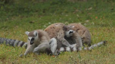 Hayvan parkında halka kuyruklu lemurlar. Portekiz, Badoca Safari Parkı, 15.05.2023.