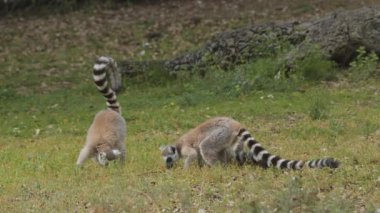 Hayvan parkında halka kuyruklu lemurlar. Portekiz, Badoca Safari Parkı, 15.05.2023.