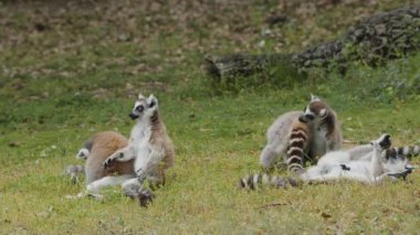 Hayvan parkındaki halka kuyruklu lemurlardan biri sırtına düştü. Portekiz, Badoca Safari Parkı, 15.05.2023.