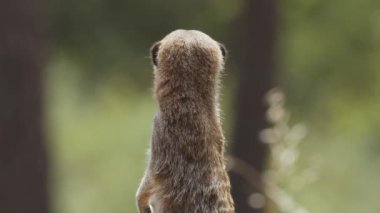 Meercat hayvan parkında. Portekiz, Badoca Safari Parkı, 15.05.2023.