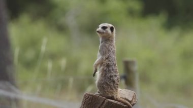 Meercat hayvan parkında. Portekiz, Badoca Safari Parkı, 15.05.2023.