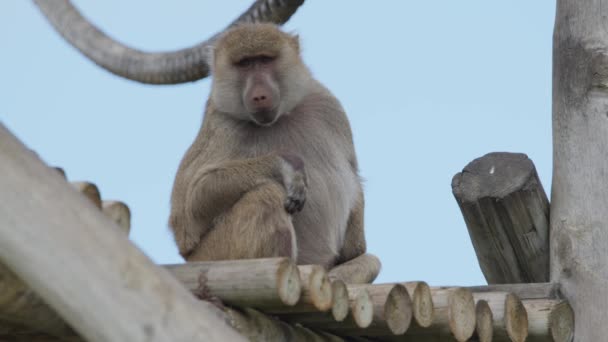 Babuíno Anubis Livre Parque Animal Portugal Badoca Safari Park 2023 — Vídeo de Stock