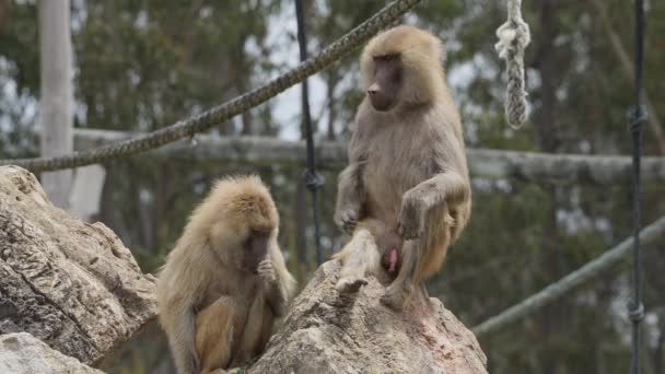 Due Babbuini Anubis Accoppiano All Aperto Parco Animali Portogallo Badoca — Video Stock