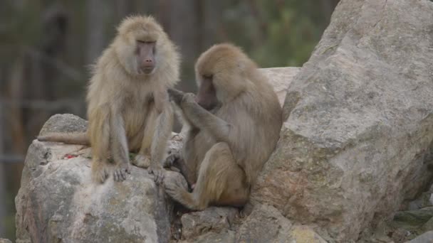 Dva Paviáni Honí Venku Parku Pro Zvířata Portugalsko Park Badoca — Stock video