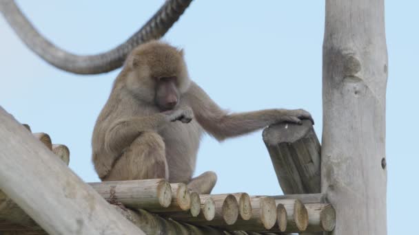 Babbuino Anubis All Aperto Nel Parco Degli Animali Portogallo Badoca — Video Stock
