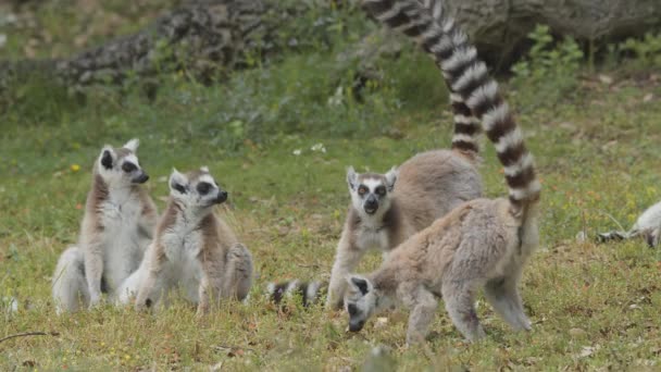Lemuri Coda Anello All Aperto Nel Parco Degli Animali Portogallo — Video Stock