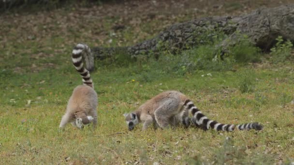 Ringstaartmaki Buiten Het Dierenpark Portugal Park Badoca Safari 2023 — Stockvideo