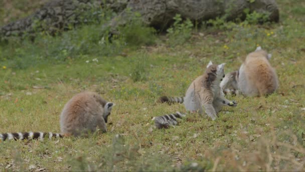 Lémures Cola Anillada Aire Libre Parque Animales Portugal Badoca Safari — Vídeos de Stock