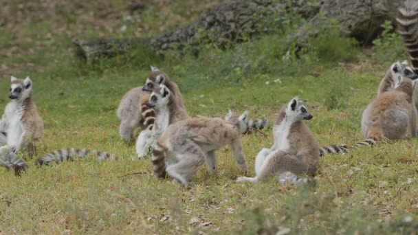 Lêmures Cauda Anelada Livre Parque Animais Portugal Badoca Safari Park — Vídeo de Stock