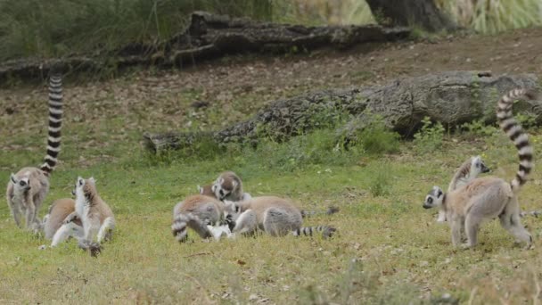 動物公園の屋外でのリング尾のキツネザル ポルトガル バドカサファリパーク 2023 — ストック動画