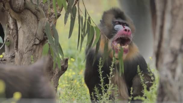 Małpa Mandrill Zewnątrz Parku Dla Zwierząt Portugalia Park Badoca Safari — Wideo stockowe