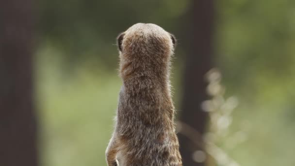 Meercat Aire Libre Parque Animales Portugal Badoca Safari Park 2023 — Vídeos de Stock