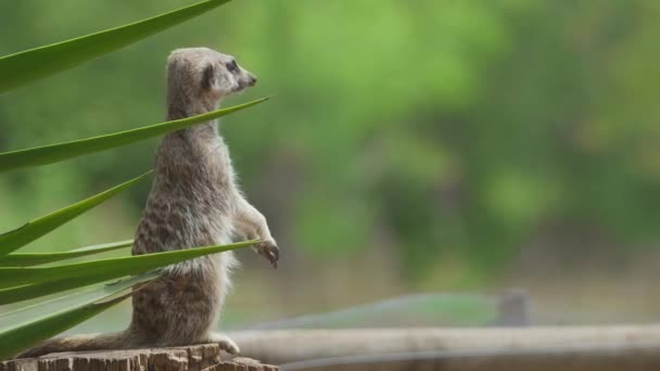 Meercat All Aperto Nel Parco Degli Animali Portogallo Badoca Safari — Video Stock