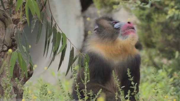 Małpa Mandrill Zewnątrz Parku Dla Zwierząt Portugalia Park Badoca Safari — Wideo stockowe