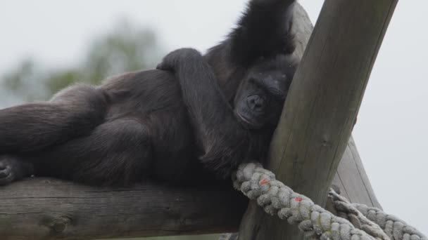 Macaco Gorila Livre Parque Animal Portugal Badoca Safari Park 2023 — Vídeo de Stock