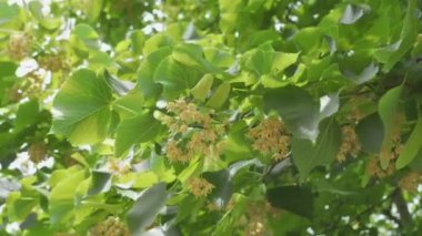 Haziran güneşli bir günde açan ıhlamur ağaçları, ıhlamur çiçekleri - yakın çekim.