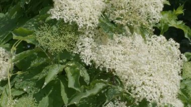 Güneşli bir bahar gününde, bir mürver ağacında çiçek açan kızılcıklar..