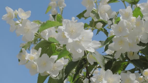 Flores Jasmim Arbusto Dia Ensolarado Verão — Vídeo de Stock