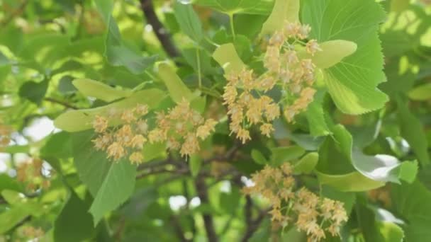 6月の晴れた日にリンデンの木を開花させ リンデンの花 クローズアップ — ストック動画