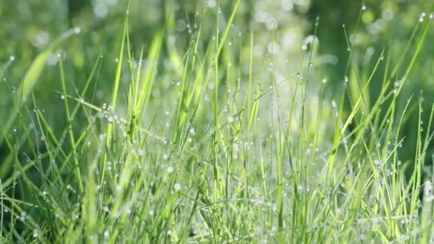 在阳光明媚的早晨 绿色的春草里 有大量的露珠在滴下 动作缓慢 存在的影响 — 图库视频影像