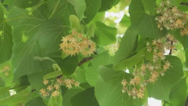 Ανθισμένα Λινά Δέντρα Μια Ηλιόλουστη Μέρα Του Ιουνίου Λινά Λουλούδια — Αρχείο Βίντεο