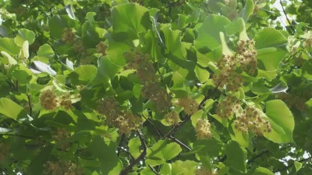 6月の晴れた日にリンデンの木を開花させ リンデンの花 クローズアップ — ストック動画