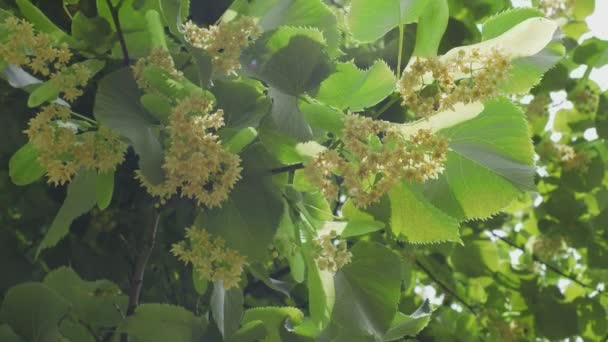 Blooming Linden Trees June Sunny Day Linden Flowers Close Shot — Stock Video