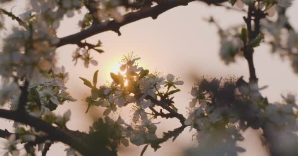 Voorjaarsbloemen Pruim Bloemen Pruimen Tak Bloesem Tegen Van Een Rose — Stockvideo