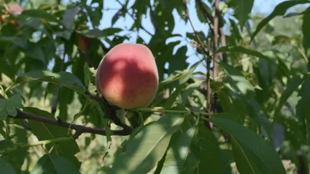 夏の自然を背景に桃の木の枝に大きな桃を熟す — ストック動画