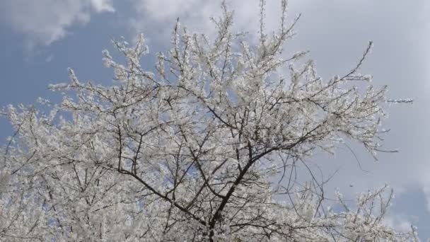 Kwitnące Wiosenne Drzewo Słoneczny Dzień Pszczołami Zapylającymi Kwiaty Kamera Powoli — Wideo stockowe