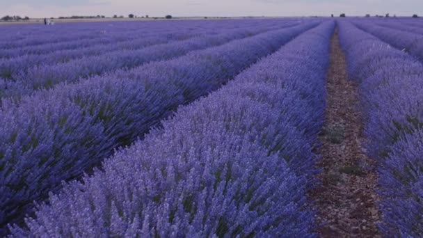 Blommande Lavendelfält Med Blå Lavendelblommor Sommaren Spanien Jordbruk För Framställning — Stockvideo