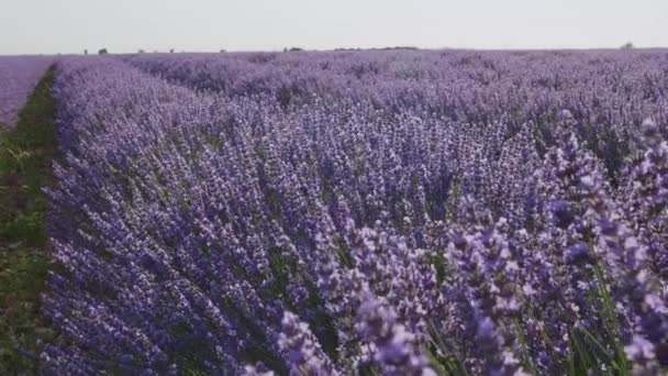 Blühende Lavendelfelder Mit Blauen Lavendelblüten Sommer Spanien Farm Für Die — Stockvideo