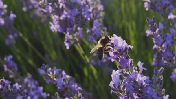 Пчела Опыляет Лавандовые Цветы Цветущем Кусте Лаванды Макро Выстрел — стоковое видео