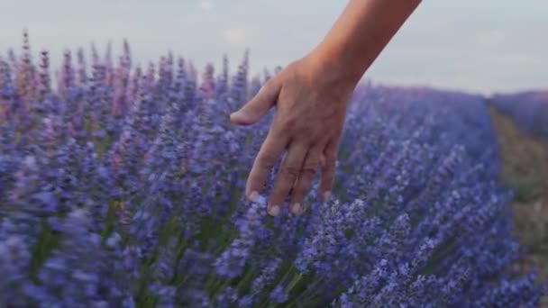 Keze Megérinti Levendulavirágokat Egy Virágzó Levendulamezőn Nyári Napokon Levendula Olaj — Stock videók