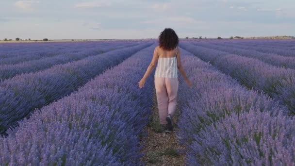 Kvinna Vandrar Genom Blommande Lavendelfält Med Blå Lavendelblommor Sommardagen Jordbruk — Stockvideo