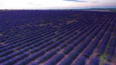İspanya 'da yaz mevsiminde lavanta çiçekleri açan çiçek tarlaları. Lavanta yağı üretimi için bir çiftlik. Bir İHA 'dan hava görüntüsü.