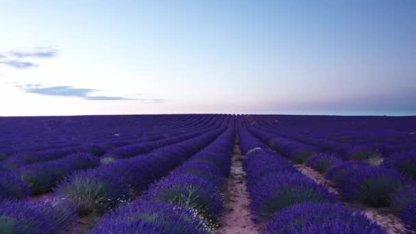 Blommande Lavendelfält Med Blå Lavendelblommor Sommaren Spanien Gård För Produktion — Stockvideo