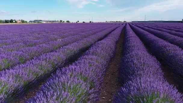 Blommande Lavendelfält Med Blå Lavendelblommor Sommaren Spanien Gård För Produktion — Stockvideo