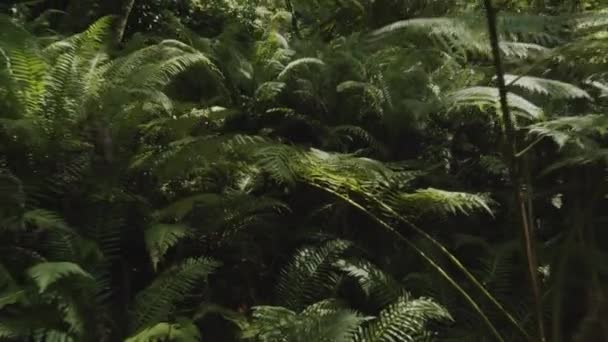 Macchina Fotografica Rallentatore All Interno Della Fitta Foresta Tropicale Parco — Video Stock