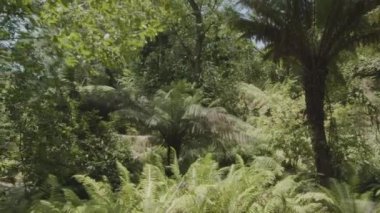 Tropikal yoğun ormanın içindeki yavaş çekim kamerası - Sintra Park, Portekiz. Varlık etkisi. Projeleriniz için harika bir geçmiş..
