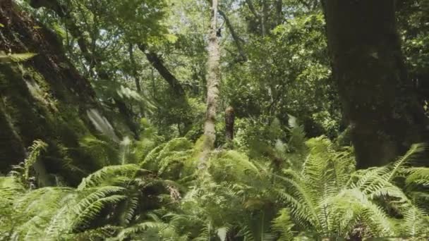 Zeitlupenkamera Tropischen Dichten Wald Sintra Park Portugal Präsenzeffekt Toller Hintergrund — Stockvideo