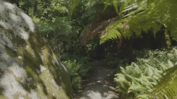 Caméra Mouvement Lent Intérieur Une Forêt Tropicale Dense Parc Sintra — Video