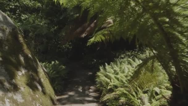 Slow Motion Camera Tropisch Dicht Bos Sintra Park Portugal Aanwezigheid — Stockvideo