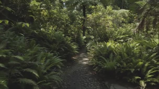 Cámara Cámara Lenta Dentro Bosque Tropical Denso Parque Sintra Portugal — Vídeo de stock