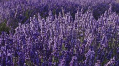 Çiçekli lavanta çalısı üzerinde lavanta çiçekleri, makro shot. Güneş ışınları lavanta çiçeklerinde parlıyor.
